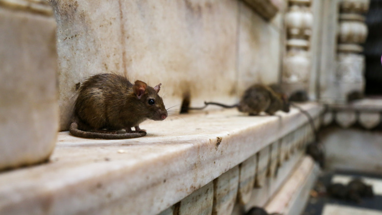 Two rats outdoors on a ledge