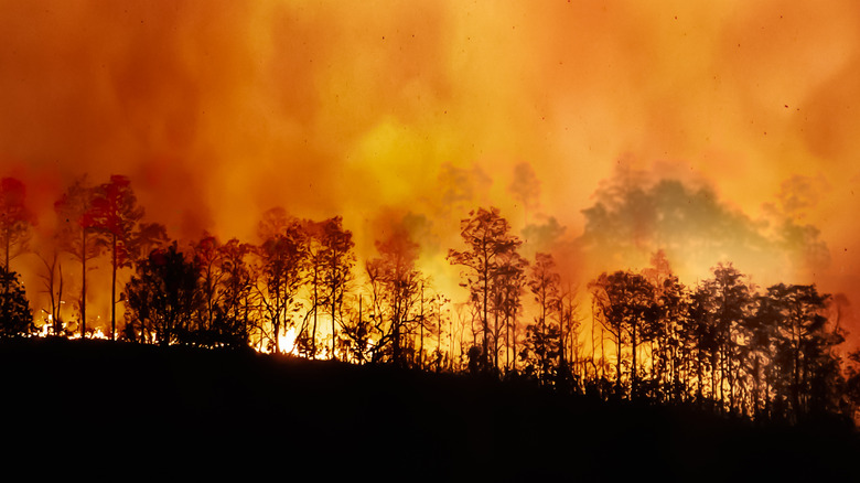 fire raging in forest area