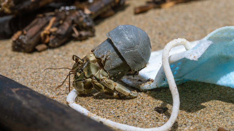 hermit crab in plastic waste