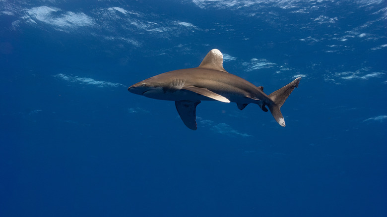 oceanic whitetip shark