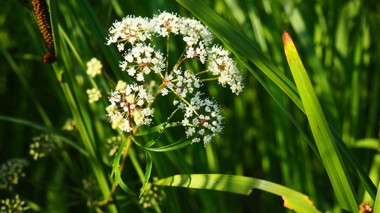 water hemlock white flowers