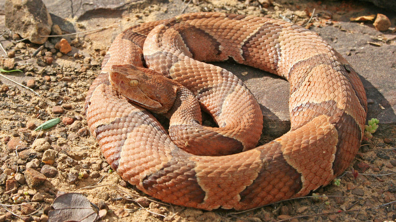 copperhead snake coiled