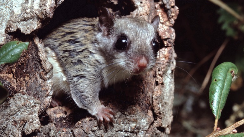 Flying squirrel on ground leaves