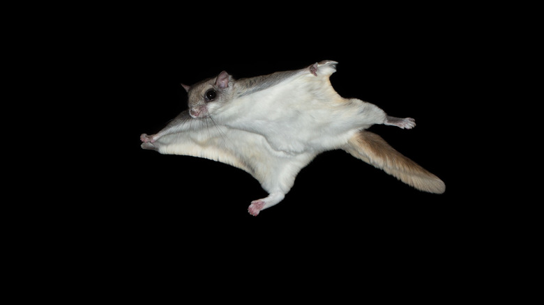 Flying squirrel