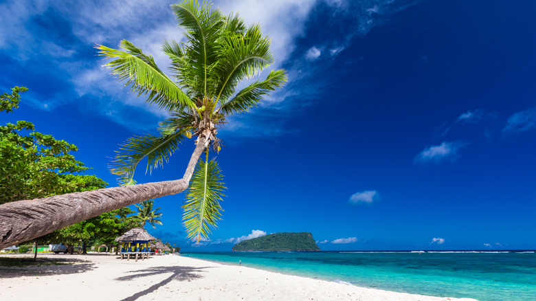 samoa beach palm tree