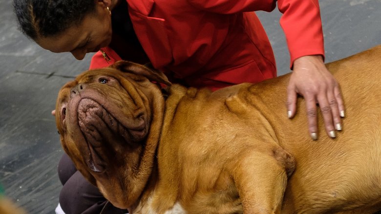 french mastiff dogue de bordeaux