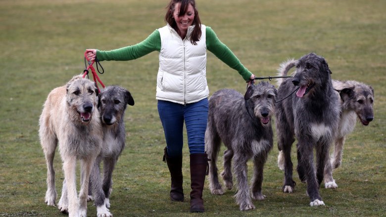 irish wolfhounds