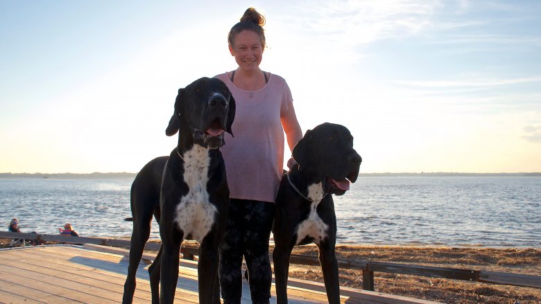 great danes huge