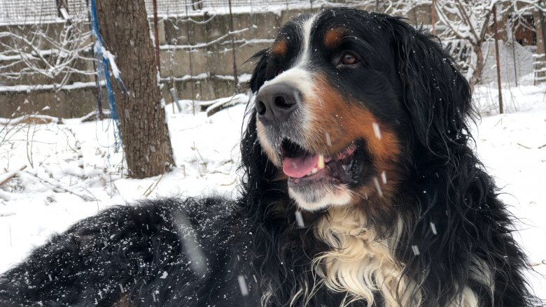 bernese mountain dog