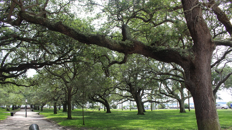 white point garden