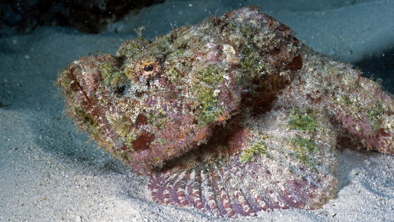 Stonefish