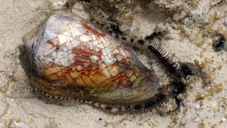 Cone snail