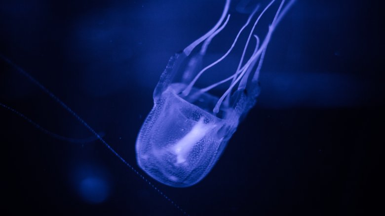 Box jellyfish