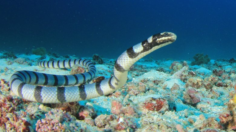 Banded sea krait