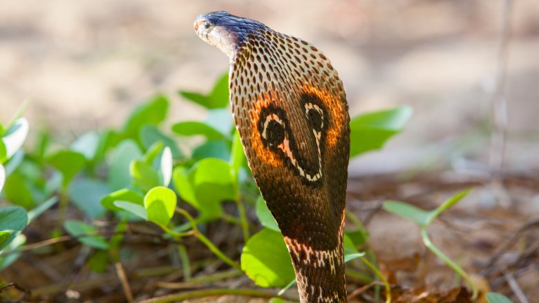 King cobra