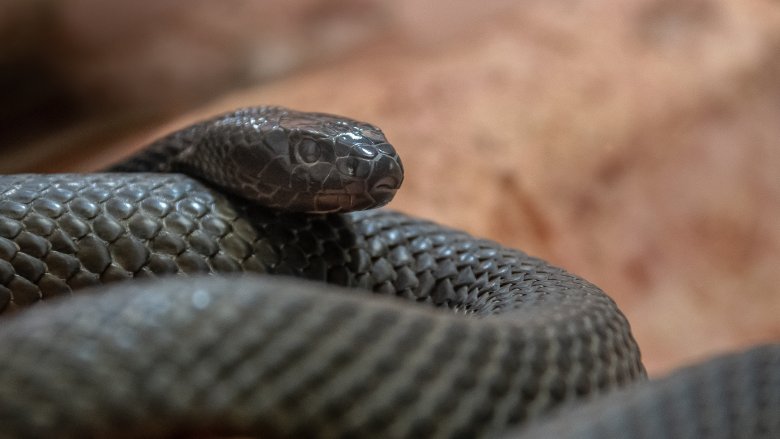 Inland taipan