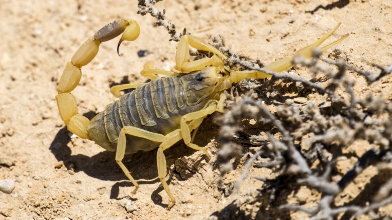 Deathstalker scorpion