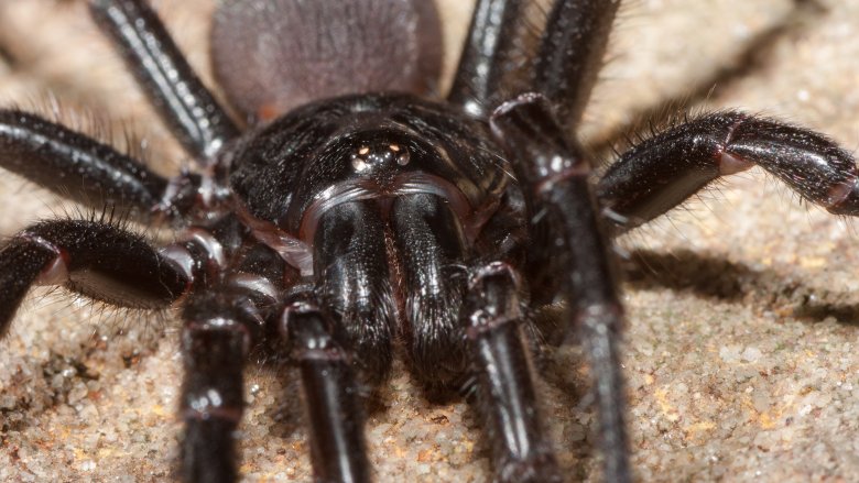 Sydney funnel spider