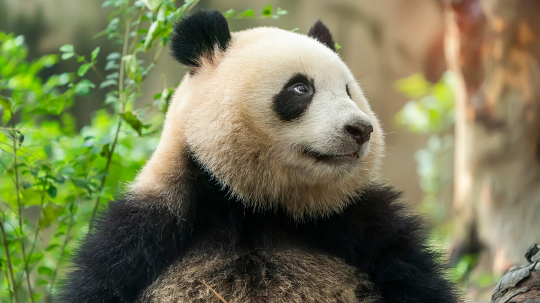 a panda looking up