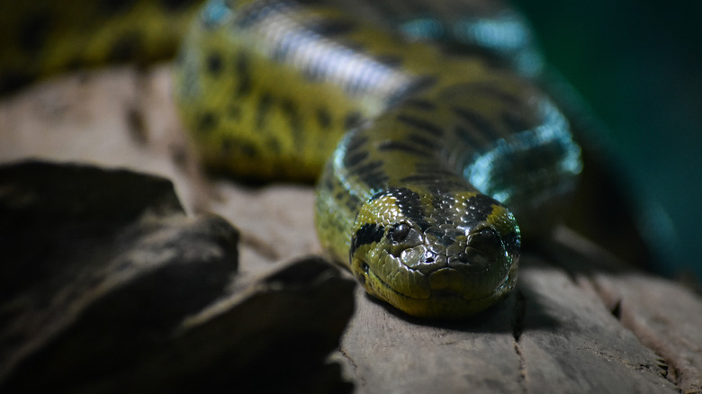 an anaconda