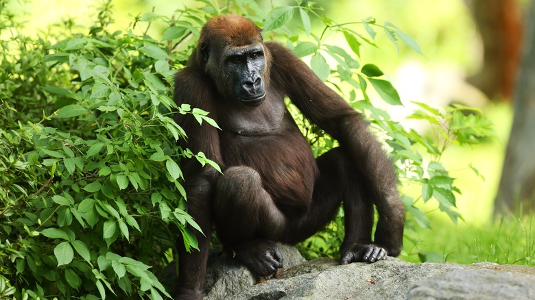 a gorilla