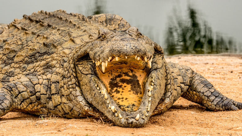 a Nile crocodile opening its mouth