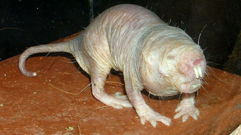 naked mole rat walking