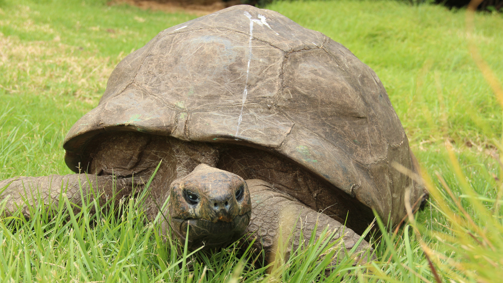 these-are-the-oldest-captive-animals-in-the-world