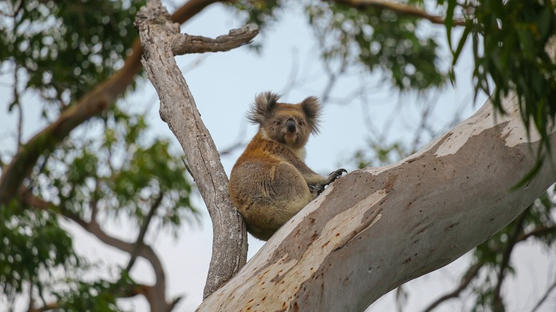 a koala in a tree