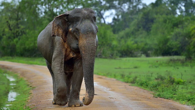 an elephant walking