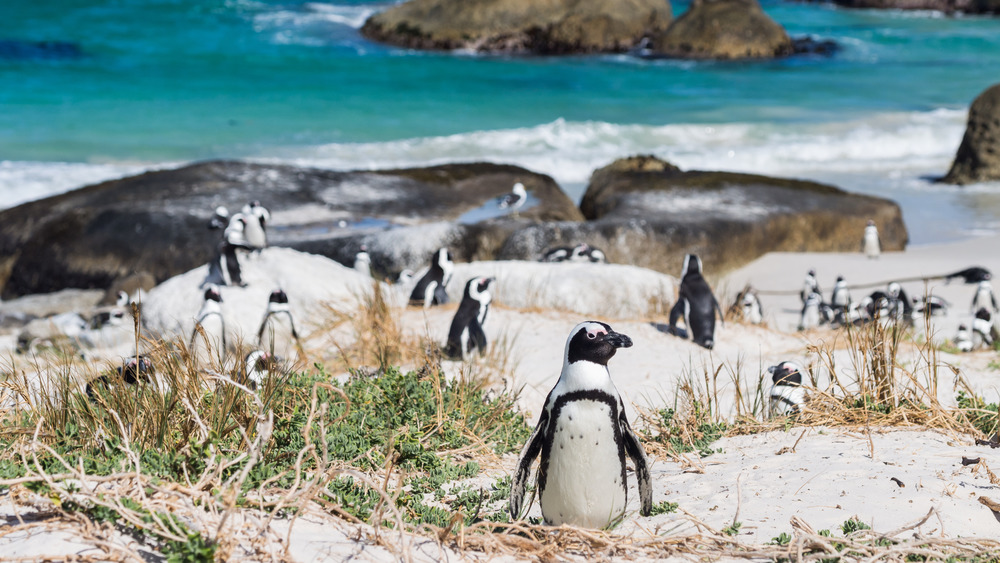 jackass penguins on the beach