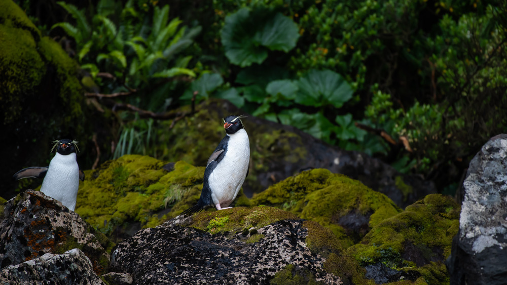 Eastern rockhopper penguin new zealand