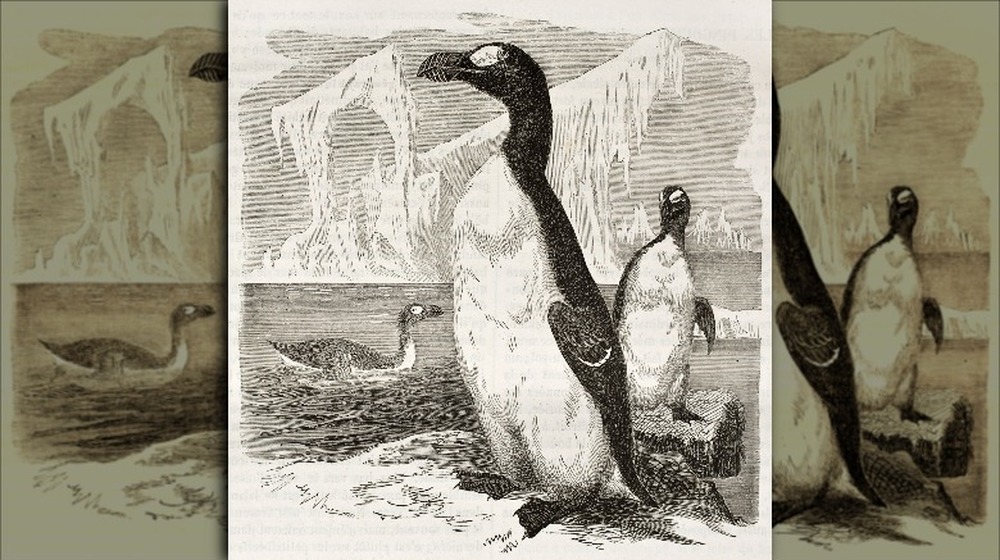 great auk illustration