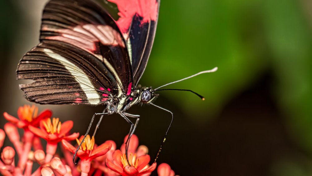 Heliconius Butterfly