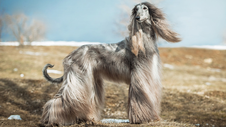 afghan hound profile outdoors