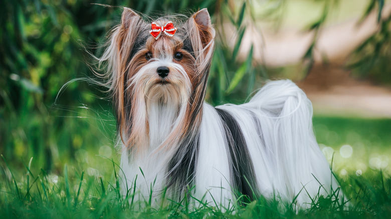 Biewer Terrier standing in grass