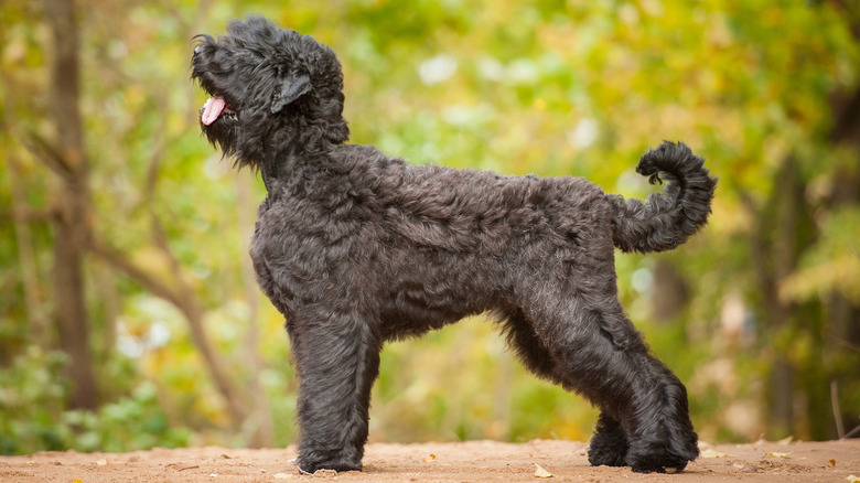 black russian terrier profile