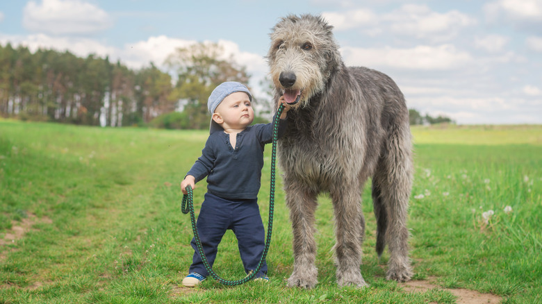 toddler with Irish wolfhound on leash