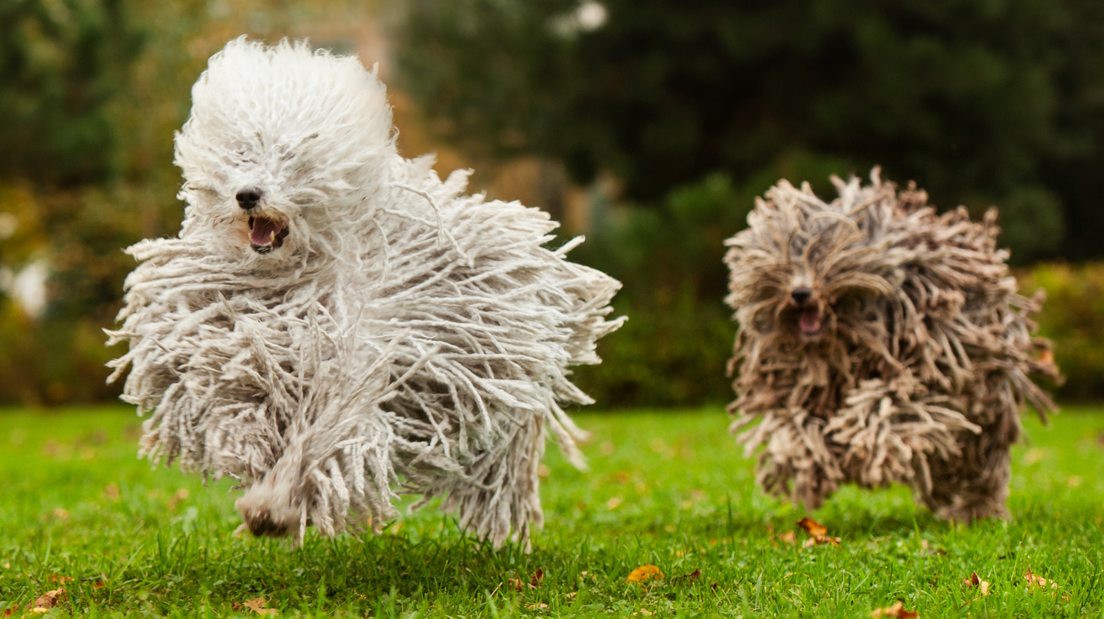 can a staffordshire bull terrier and a puli be friends