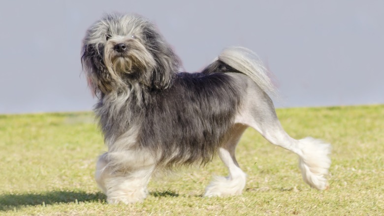 Löwchen dog walking on grass