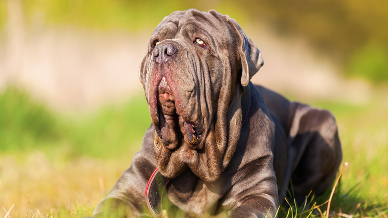 neapolitan mastiff sitting on grass