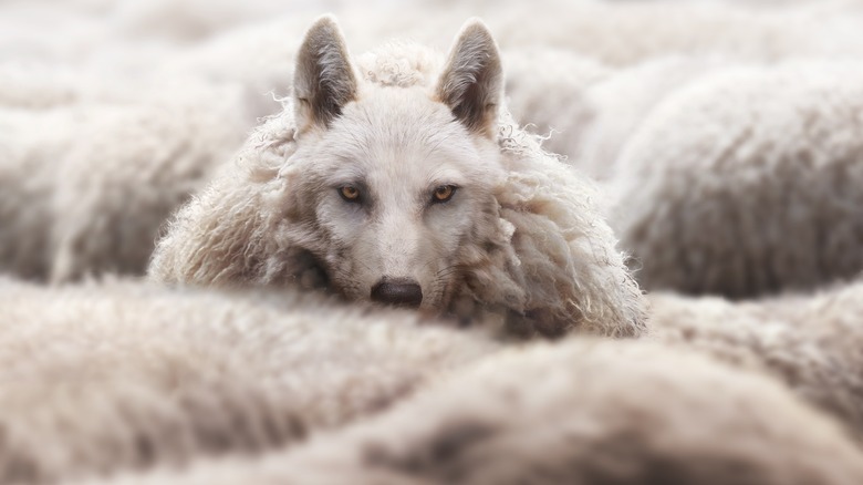 Wolf in sheep's clothing