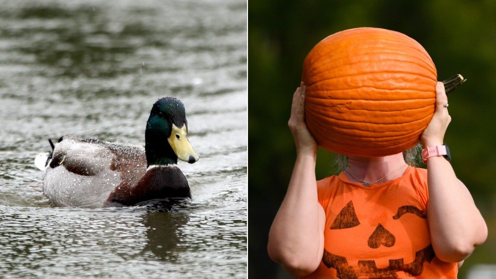 duck/pumpkin