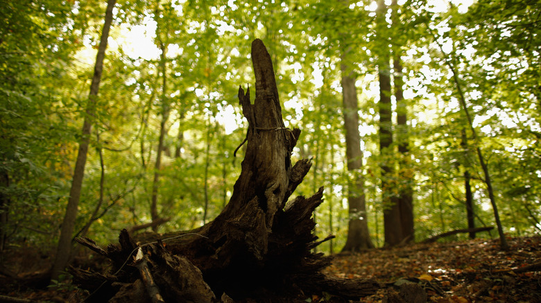 Woods where Chandra Levy was found