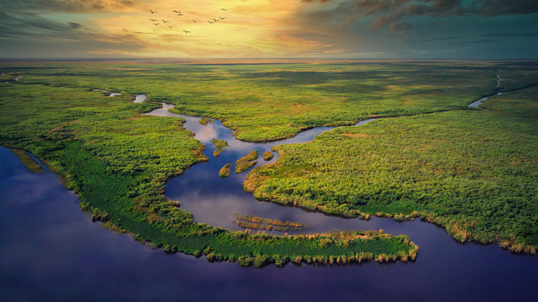 Florida wetlands