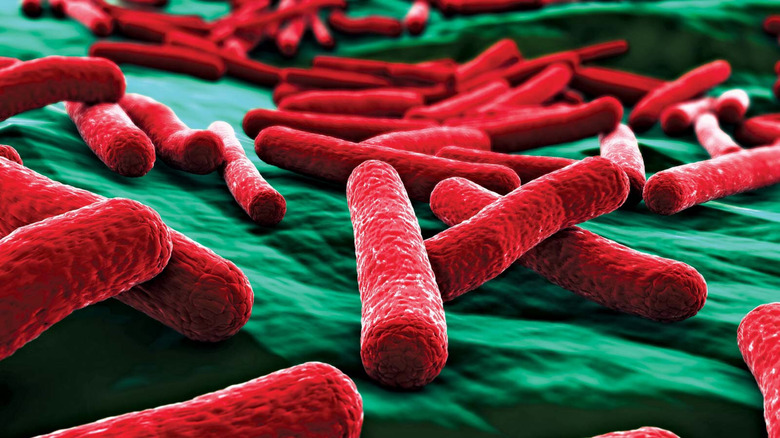 red Bacteria