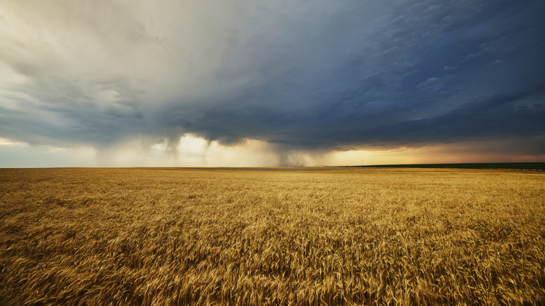 Rain falls on the far end of a wheat field