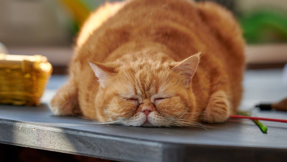 Cat on the table