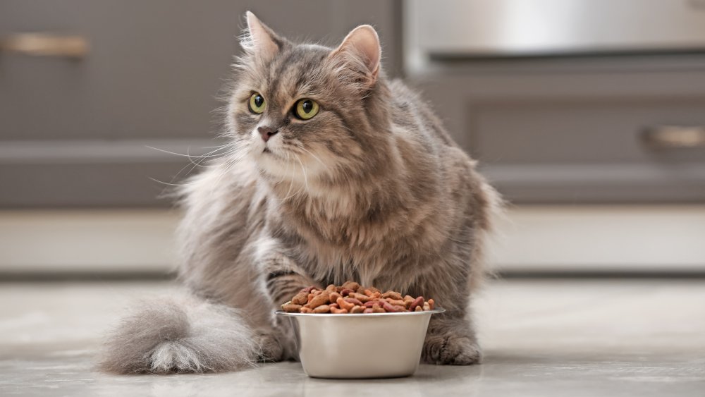 Cat with food