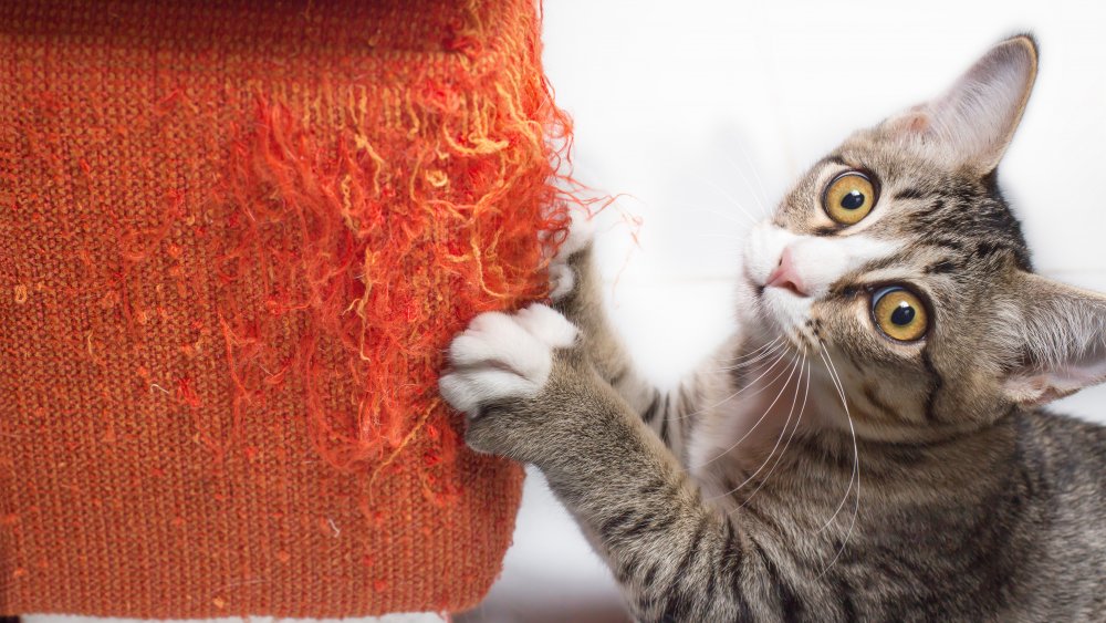 Cat scratching couch